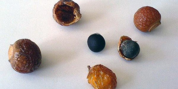 mýdlové ořechy